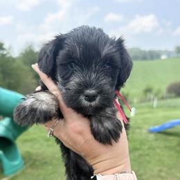 Dark Pink Girl - Black and silver female Miniature Schnauzer puppy in Floyd, Virginia from Little River Puppies