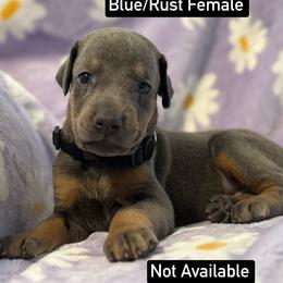 Black Collar - Blue and rust female Doberman Pinscher puppy in Lake City, Florida from Paintedcrazy Doberman Pinchers