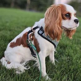 Maisy - Cavalier King Charles Spaniel