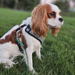 Maisy - Cavalier King Charles Spaniel