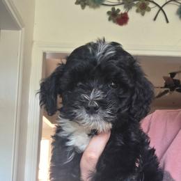 Waylon - male Golden Mountain Doodle puppy in Palestine, Texas from KK's Doodle Bunch