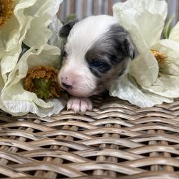 Cookie - Blue merle female Toy Australian Shepherd puppy in Puryear, Tennessee from A&W Toy Aussies