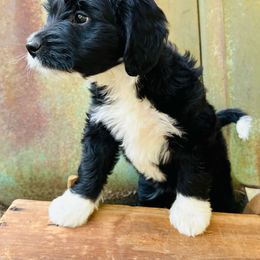 Bernedoodle Puppies from Cathy's Bernedoodles