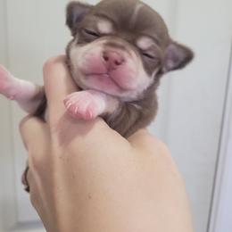 Boy 1 - Chocolate and tan male Chihuahua puppy in Warsaw, Virginia from B&D Chihuahuas