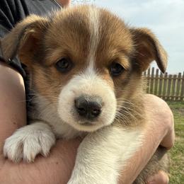 Thistle - Sable male Pembroke Welsh Corgi puppy in Paxton, Illinois from McGovern Family Corgis