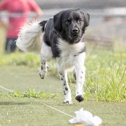 Stabyhouns from Kennel fan de Wiide Mar Stabyhouns