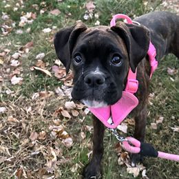 Boxer Puppies from Winchester Boxers