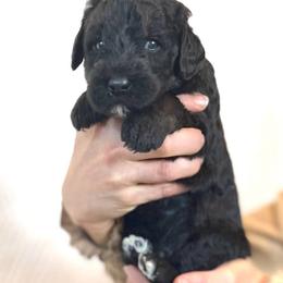 Hawthorn - Black and tan male Assorted Doodle Crosses puppy in Kansas City, Missouri from Beary GoldenDoodles
