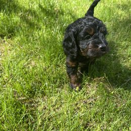 Cavalier King Charles Spaniel, Cavapoo, and Poodle Puppies from Melissa's East End Cavaliers