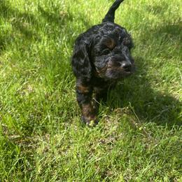 Cavalier King Charles Spaniel, Cavapoo, and Poodle Puppies from Melissa's East End Cavaliers