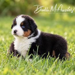 Daisy - Black tri-color female Australian Shepherd puppy in Olivehurst, California from Double M Aussies