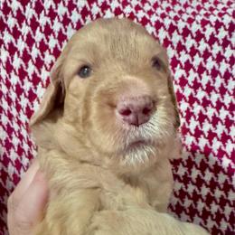 Eliza - Red  female Goldendoodle puppy in Tybee Island, Georgia from Castaway Doodles