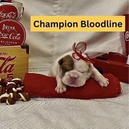 Pongo - Red brindle and white male Bulldog puppy in Tremonton, Utah from Snuggle Pups