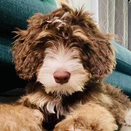 Bernedoodles from Cam’s Doodlez