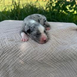 Blue Merle Male - Blue merle male Miniature Australian Shepherd puppy in Stuart, Virginia from Apple Tree Mini Aussies