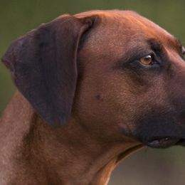 Rhodesian Ridgebacks from Chicora Rhodesian Ridgebacks