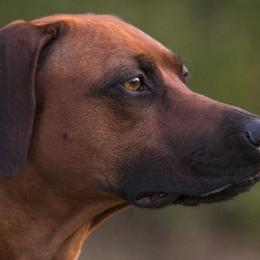 Rhodesian Ridgebacks from Chicora Rhodesian Ridgebacks