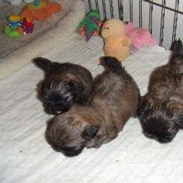 Pekingese Puppies from Deja vu Pekingese EOM-S