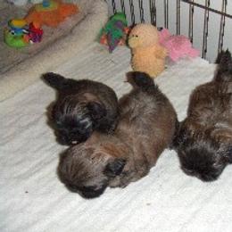 Pekingese Puppies from Deja vu Pekingese EOM-S