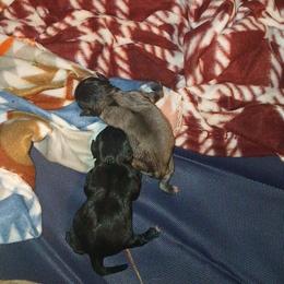 Pug Puppies from Kratos Legacy