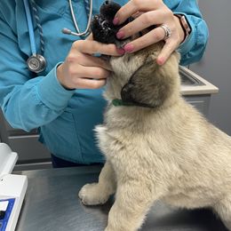 Anatolian Shepherd Dog Puppies from Smithville Hay Livestock Guardian Dogs