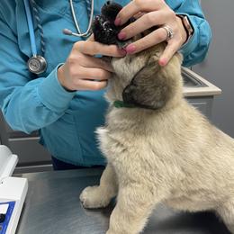 Anatolian Shepherd Dog Puppies from Smithville Hay Livestock Guardian Dogs