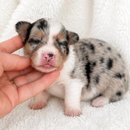Ella - Blue female Pembroke Welsh Corgi puppy in Beggs, Oklahoma from Blue Diamond Corgi’s