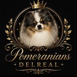 Pomeranians from Mimi DelReal