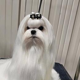 Show Puppy - White female Maltese puppy in Phoenix, Arizona from Bella Dolce Maltese