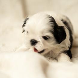 Shih Tzu Puppies from Good Lil Shih Tzu