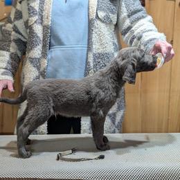 Comet - male Long Haired Weimaraner puppy in Evart, Michigan from Drehbar Weimaraners