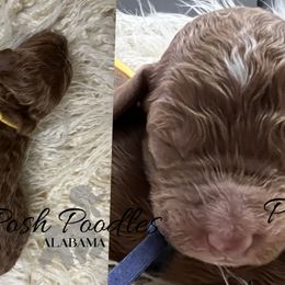 Boy 8 - Poodle puppy in Oxford, Alabama from Posh Poodles Alabama