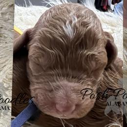 Boy 8 - Poodle puppy in Oxford, Alabama from Posh Poodles Alabama