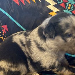 Australian Shepherds, Karakachans, and Pembroke Welsh Corgis from Rock Solid Ranch