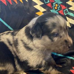 Australian Shepherds, Karakachans, and Pembroke Welsh Corgis from Rock Solid Ranch