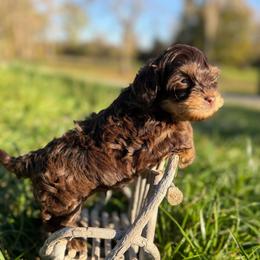 Ziggy - Brown male Shihpoo puppy in Rush, New York from Care Bear Puppies