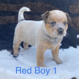 Australian Cattle Dog Puppies from CL Australian Cattle Dogs