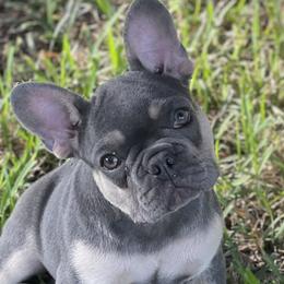French Bulldogs from Flower Frenchies