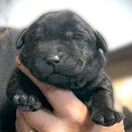 Midnight Falling Leaf - Black female Labrador Retriever puppy in Baldwin City, Kansas from Hedge Lane Labradors