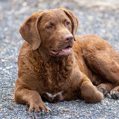 Chesapeake Bay Retriever All Grown Up from Chesamo Chesapeakes