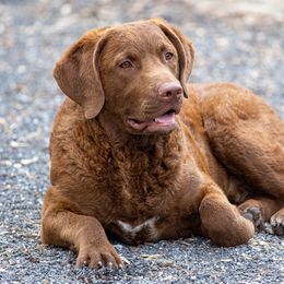 Chesapeake Bay Retriever All Grown Up from Chesamo Chesapeakes