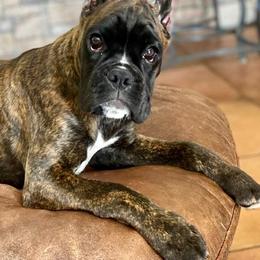 Boxers from Dizara Boxers