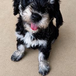 Lilo (Pink) - female Golden Mountain Doodle puppy in Boiling Springs, South Carolina from OlliePups, LLC