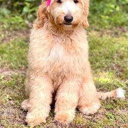 Lilly - Goldendoodle