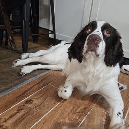 Remi - English Springer Spaniel