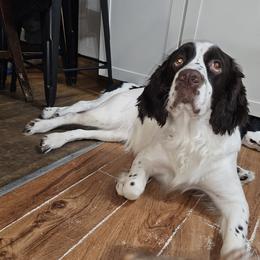 Remi - English Springer Spaniel