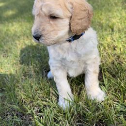 Goldendoodle Puppies from Elevation Goldens