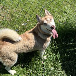 Stella - Siberian Husky