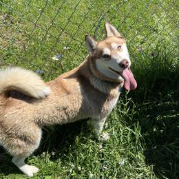 Stella - Siberian Husky