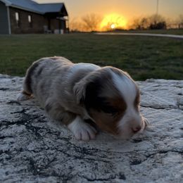 Quill - Red merle Miniature Australian Shepherd puppy in Godley, Texas from Nana and Paws Aussies